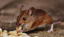 tree-injection-for-pest-control Experts in Coos Bay